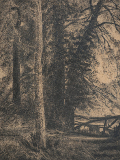 Dense forest with tall trees and a wooden path